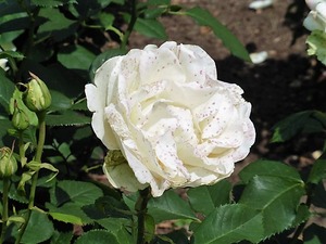 玉村町北部公園 バラ園 (7)