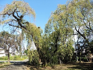 妙福寺 (4)