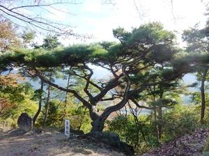 天狗松