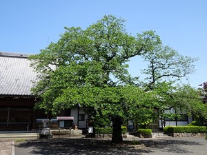 崇近寺 (9)