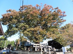 中村早尾神社 (6)