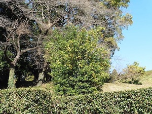 大鳥神社 (10