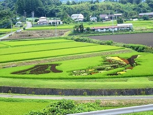 田んぼアート