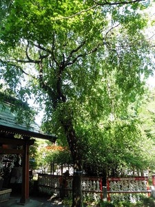冠稲荷神社３ (20)