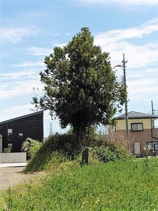 倉賀野・一本杉 (1)