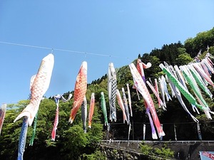 神流町 鯉のぼり (5)