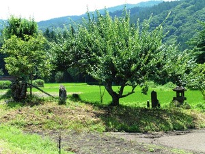 榛名山座主の森 (2)