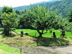 榛名山座主の森 (2)