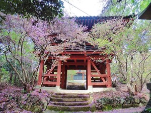 高山・薬師堂 (3)