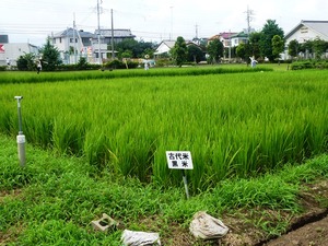 岩宿の里 (8)