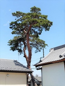 川曲諏訪神社 (9)