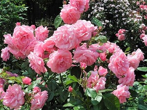 玉村町北部公園 バラ園 (2)