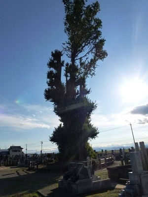 浄蔵寺 (3)