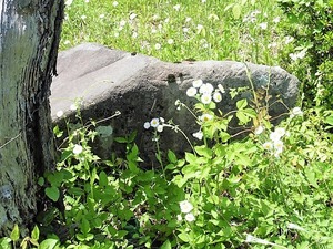 吉田芝渓の墓 (6)