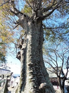 白井愛宕神社 (7)