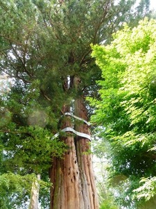 泉龍寺 (6)
