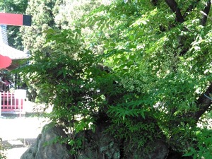 岩松八幡宮２ (2)