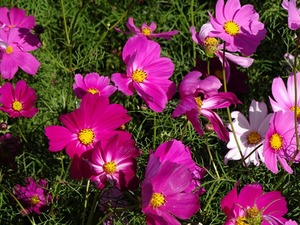 藤岡市防災公園 (4)