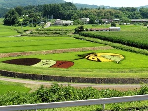 田んぼアート2023 (1)