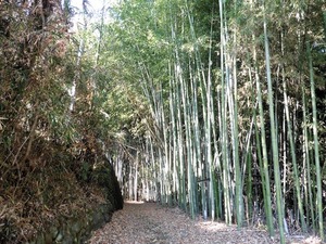 鷹巣神社 (3)