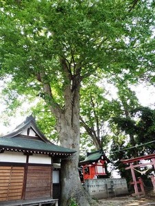 春日神社 (4)