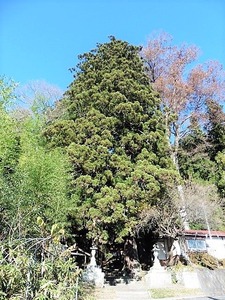 佐奈神社 (7)