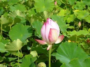 岩宿の里 (7)