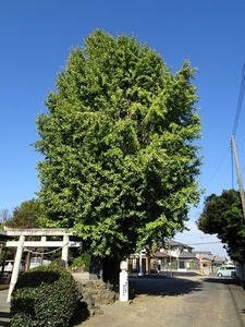 下田島日吉神社 (13)