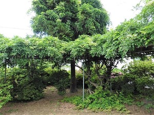 小泉雷電神社 (5)