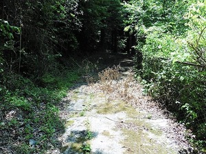 野宮神社 (3)