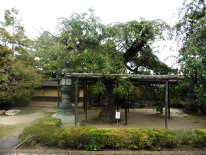 五宝寺 (5)