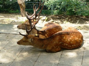 桐生が丘動物園 (9)