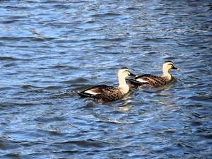 妙参寺沼親水公園 (3)
