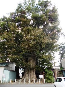 須賀神社 (5)