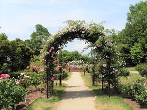 玉村町北部公園 バラ園 (1)