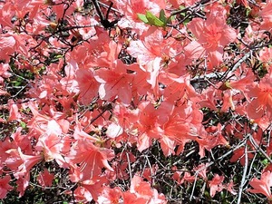 三波川金剛寺 (13)
