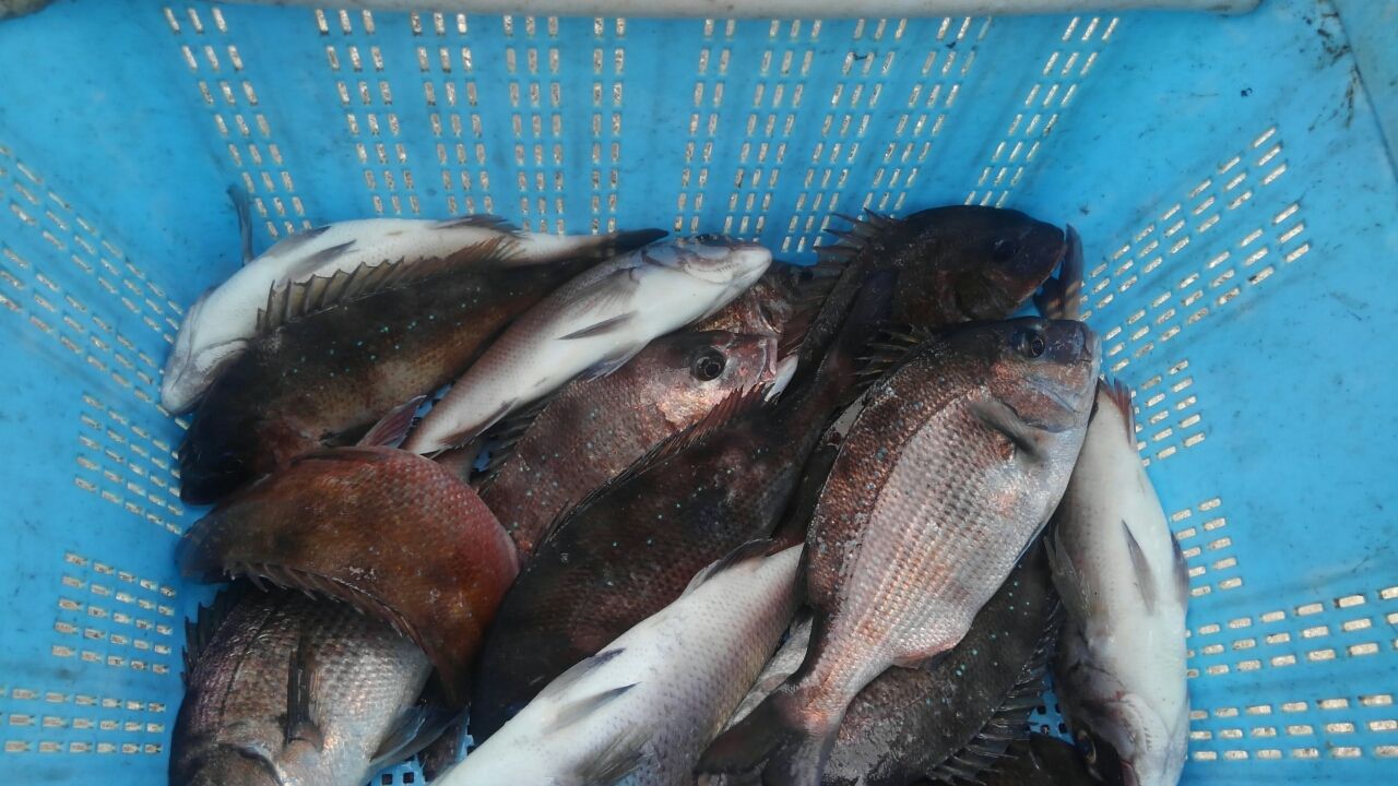 釣れない 九十九里海釣りセンター 17 07 01 虎太郎の自由釣