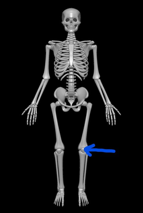 Inkedhuman-skeleton-patella
