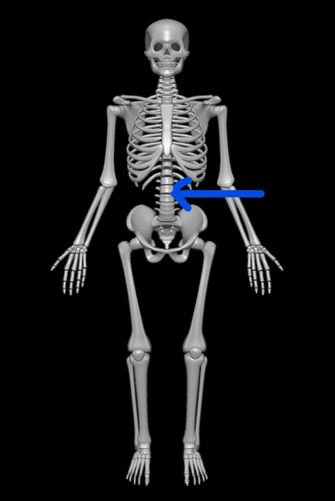 Inkedhuman-skeleton-vertebrae