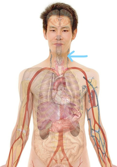 Inkedanatomy-lymph node