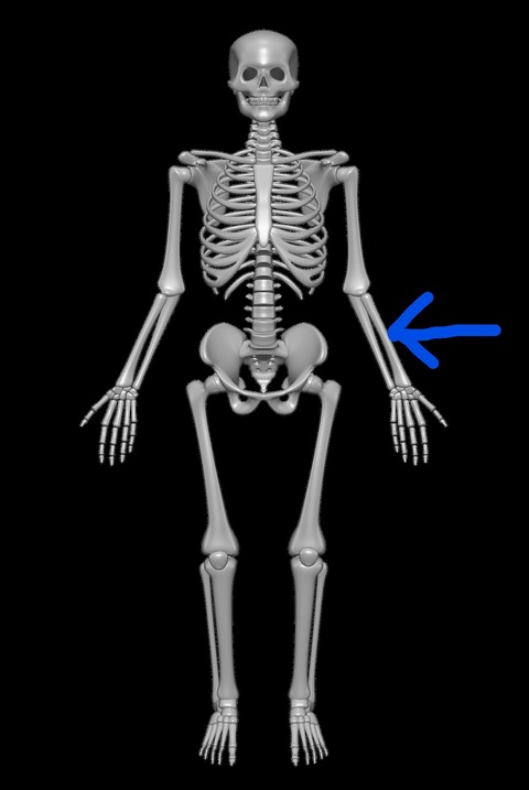 Inkedhuman-skeleton-Radius