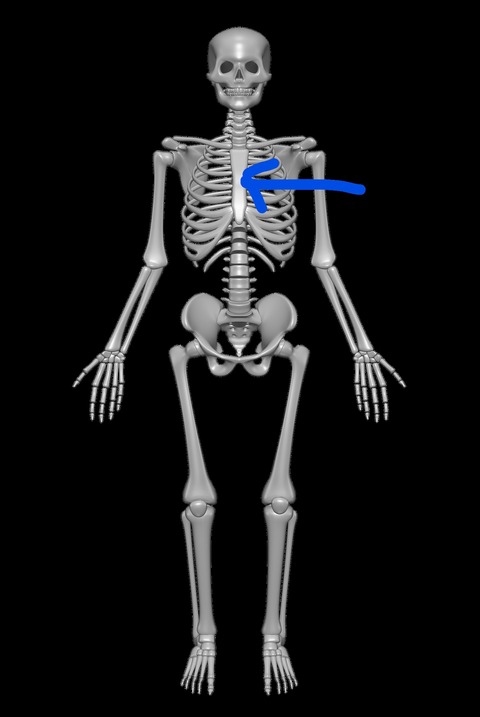 Inkedhuman-skeleton-sternum