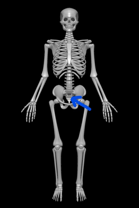 Inkedhuman-skeleton-sacrum