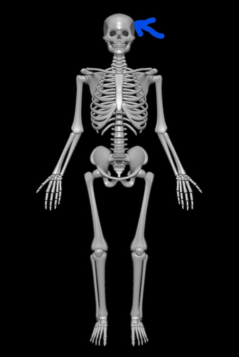 Inkedhuman-skeleton-Skull