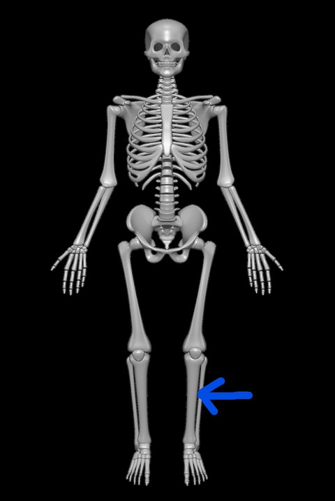 Inkedhuman-skeleton-fibula