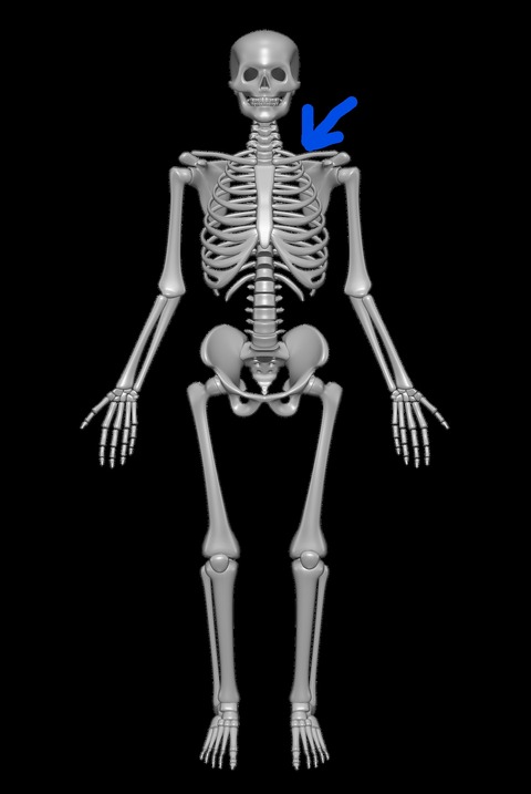Inkedhuman-skeleton-Clavicle