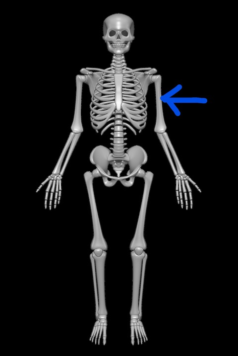 Inkedhuman-skeleton-1158318_1920_LI