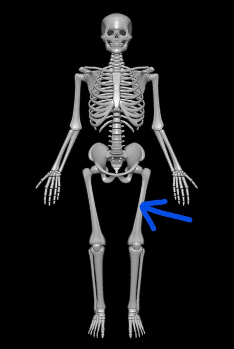 Inkedhuman-skeleton-femur