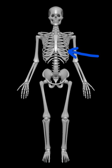 Inkedhuman-skeleton-ribs