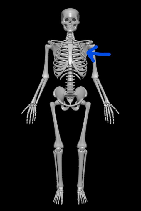 Inkedhuman-skeleton-Scapula